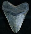 Large Megalodon Tooth - South Carolina #6065-2